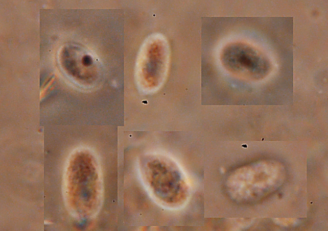Un Phanerochaete da determinare (Hyphodermella corrugata)